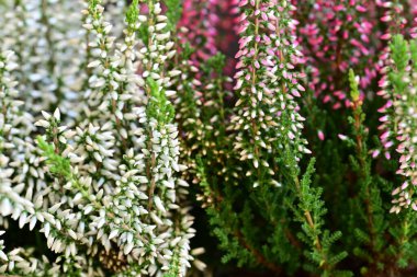 Calluna vulgaris siyahlara yaklaş. 