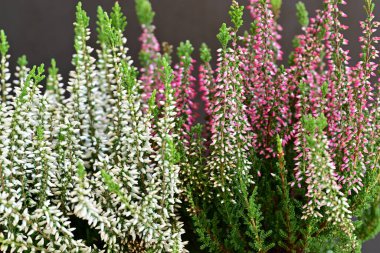 Calluna vulgaris siyahlara yaklaş. 