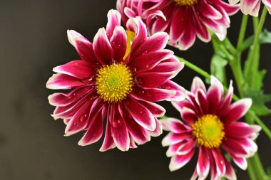 Koyu arkaplanda pembe kasımpatı çiçekleri 