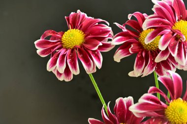 Koyu arkaplanda pembe kasımpatı çiçekleri 