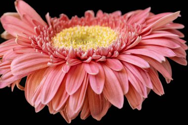 Güzel Gerbera çiçeği, yaz konsepti, yakın görüş.              