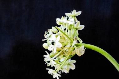 Güzel, narin çiçeklerin, doğal duvar kağıtlarının manzarasını kapat.       