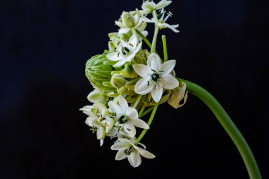 Güzel, narin çiçeklerin, doğal duvar kağıtlarının manzarasını kapat.       