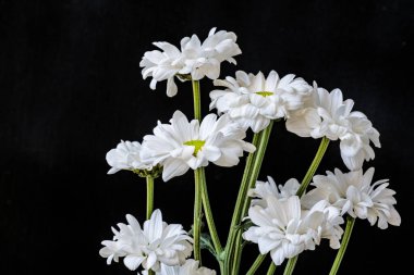 Güzel kasımpatı çiçekleri siyah üzerine 