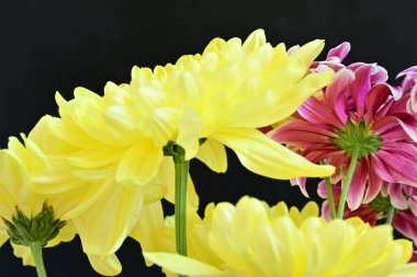 Siyah arka planda açan sarı ve pembe çiçekler