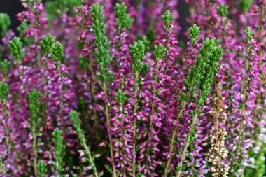 Yeşil yaprakların arasında açan küçük pembe çiçek kümeleri.