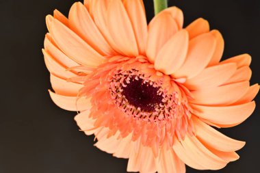 Siyah arka planda güzel Gerbera çiçeği