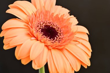 Siyah arka planda güzel Gerbera çiçeği