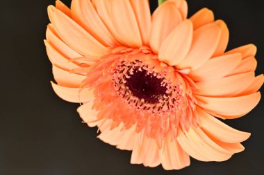 Siyah arka planda güzel Gerbera çiçeği