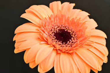 Siyah arka planda güzel Gerbera çiçeği