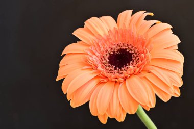 Siyah arka planda güzel Gerbera çiçeği
