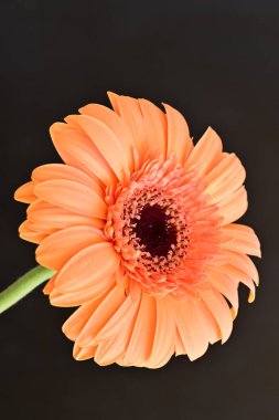Siyah arka planda güzel Gerbera çiçeği