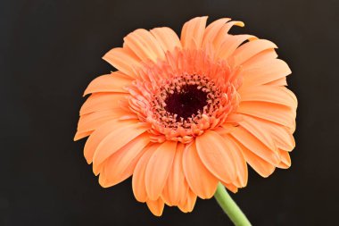 Siyah arka planda güzel Gerbera çiçeği