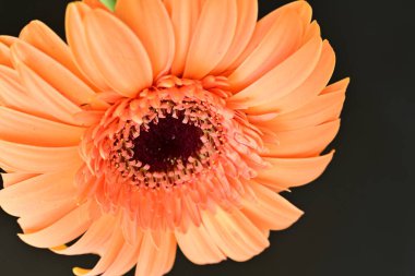 Siyah arka planda güzel Gerbera çiçeği