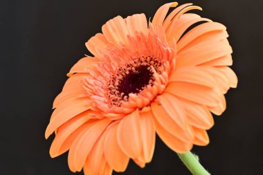 Siyah arka planda güzel Gerbera çiçeği