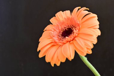 Siyah arka planda güzel Gerbera çiçeği