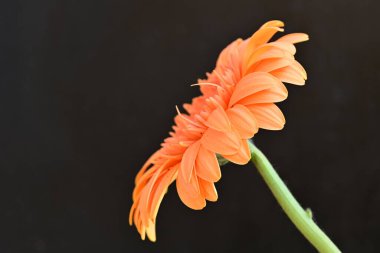 Siyah arka planda güzel Gerbera çiçeği