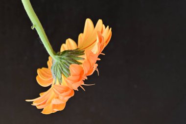 Siyah arka planda güzel Gerbera çiçeği