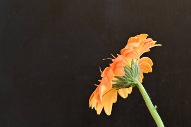 Siyah arka planda güzel Gerbera çiçeği