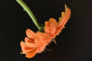 Siyah arka planda güzel Gerbera çiçeği