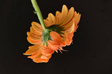 Siyah arka planda güzel Gerbera çiçeği