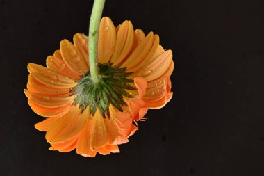 Siyah arka planda güzel Gerbera çiçeği