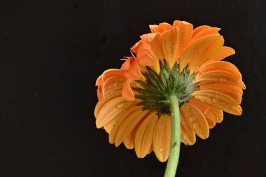 Siyah arka planda güzel Gerbera çiçeği