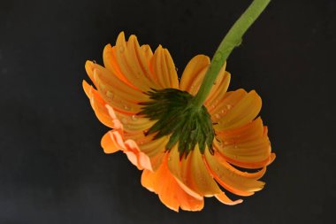 Siyah arka planda güzel Gerbera çiçeği