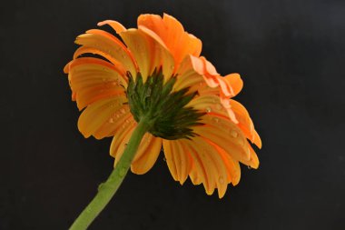 Siyah arka planda güzel Gerbera çiçeği