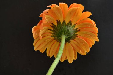 Siyah arka planda güzel Gerbera çiçeği