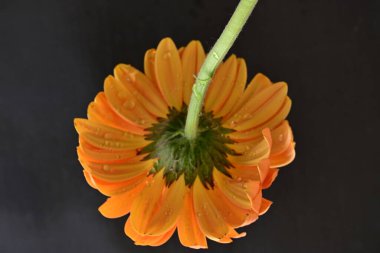 Siyah arka planda güzel Gerbera çiçeği