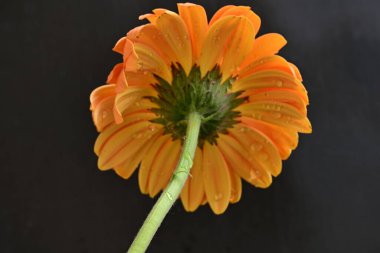 Siyah arka planda güzel Gerbera çiçeği