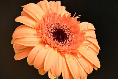 Siyah arka planda güzel Gerbera çiçeği