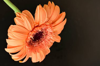 Siyah arka planda güzel Gerbera çiçeği
