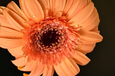 Siyah arka planda güzel Gerbera çiçeği