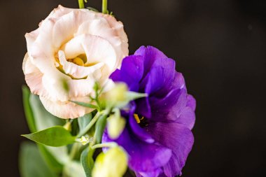 Yeşil yapraklarla açan pembe ve mor çiçekler.