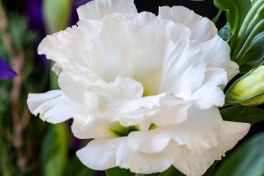 Güzel beyaz çiçeğin yaklaşması usulca çiçek açıyor.