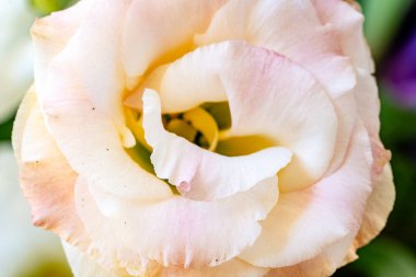 Narin pembe ve beyaz çiçek yapraklarının yakın çekimi