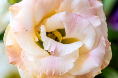 Nazik soluk pembe çiçeğin yaklaşması güzel çiçek açıyor.