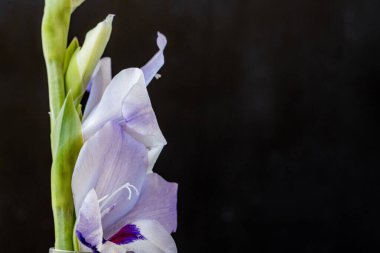 siyah arkaplanda mor gladiolus çiçekleri 