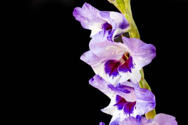 siyah arkaplanda mor gladiolus çiçekleri 
