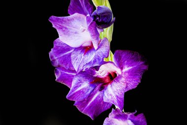 siyah arkaplanda mor gladiolus çiçekleri 