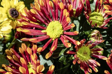 close up beautiful chrysanthemum flowers 