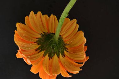 Karanlık arka planda güzel Gerbera çiçeği, yaz konsepti, yakın görüş 