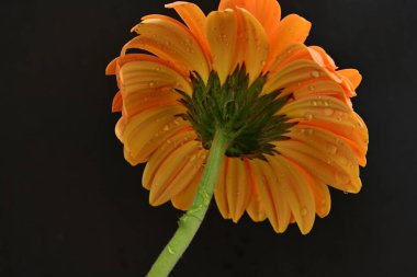 Karanlık arka planda güzel Gerbera çiçeği, yaz konsepti, yakın görüş 