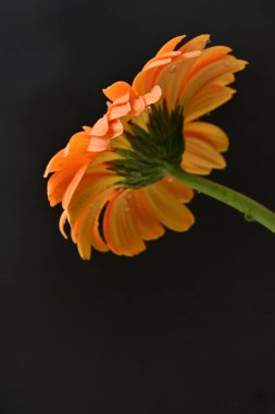 Karanlık arka planda güzel Gerbera çiçeği, yaz konsepti, yakın görüş 