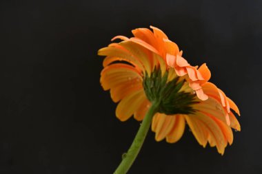 Karanlık arka planda güzel Gerbera çiçeği, yaz konsepti, yakın görüş 