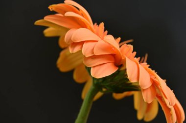 Karanlık arka planda güzel Gerbera çiçeği, yaz konsepti, yakın görüş 