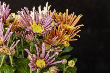 Siyah arka planda narin çiçekleri olan güzel çiçek buketini kapat.         