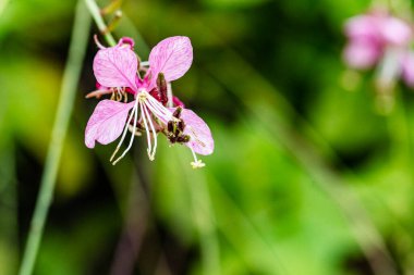 Açık havada yeşil yaprakların arasında açan narin pembe çiçek.